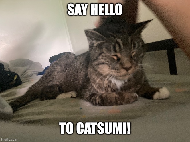 This is my cat, Catsumi! I will show you a pic of my other cat soon! | SAY HELLO; TO CATSUMI! | image tagged in info,15 years old,male,goodest boi | made w/ Imgflip meme maker