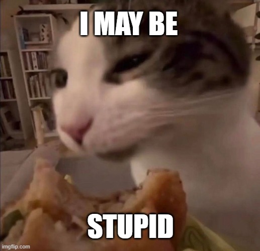 i may be stupid | I MAY BE; STUPID | image tagged in cat,cat memes | made w/ Imgflip meme maker