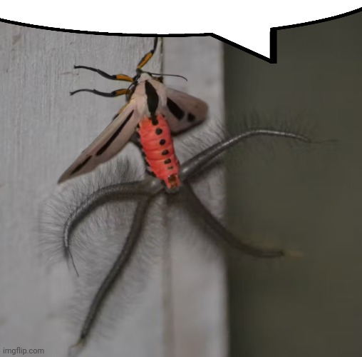 ㅤ | image tagged in spooky bug | made w/ Imgflip meme maker