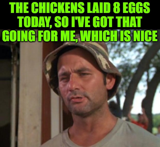 First 8-egg Day! | THE CHICKENS LAID 8 EGGS
TODAY, SO I'VE GOT THAT GOING FOR ME, WHICH IS NICE | image tagged in memes,so i got that goin for me which is nice,chickens,humor,caddyshack,good news | made w/ Imgflip meme maker