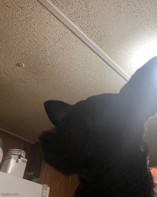 eating this for dinner | made w/ Imgflip meme maker