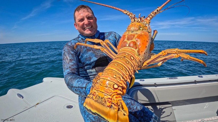 Giant Lobster! | image tagged in vince vance,seafood,crustacean,shellfish,gigantic,lobster | made w/ Imgflip meme maker