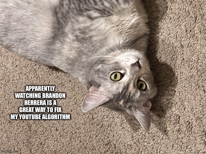 Memesoons cat | APPARENTLY WATCHING BRANDON HERRERA IS A GREAT WAY TO FIX MY YOUTUBE ALGORITHM | image tagged in memesoons cat | made w/ Imgflip meme maker