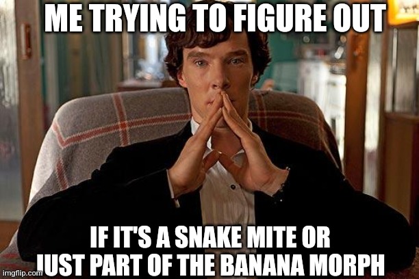 Mites or morph? | ME TRYING TO FIGURE OUT; IF IT'S A SNAKE MITE OR JUST PART OF THE BANANA MORPH | image tagged in sherlock,snake,snakes | made w/ Imgflip meme maker