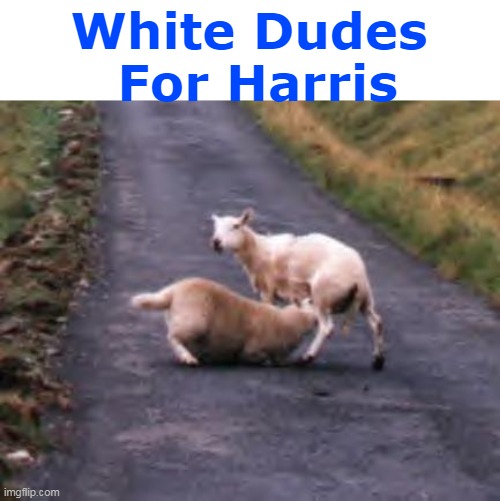 White Dudes
 For Harris | made w/ Imgflip meme maker