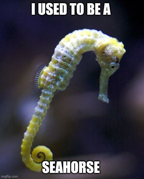 sad seahorse | I USED TO BE A SEAHORSE | image tagged in sad seahorse | made w/ Imgflip meme maker