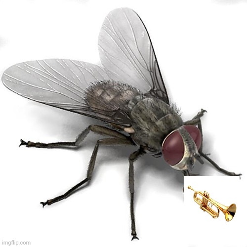 Scumbag House Fly | image tagged in scumbag house fly | made w/ Imgflip meme maker