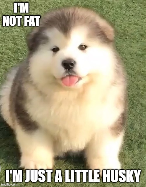 memes by Brad - dog is not fat, he's Husky | I'M NOT FAT; I'M JUST A LITTLE HUSKY | image tagged in cats and dogs,funny,cats,cute kittens,humor,overweight | made w/ Imgflip meme maker