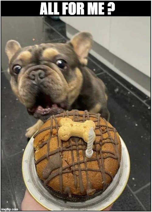 A Birthday Surprise ! | ALL FOR ME ? | image tagged in dogs,birthday,surprise,cake | made w/ Imgflip meme maker