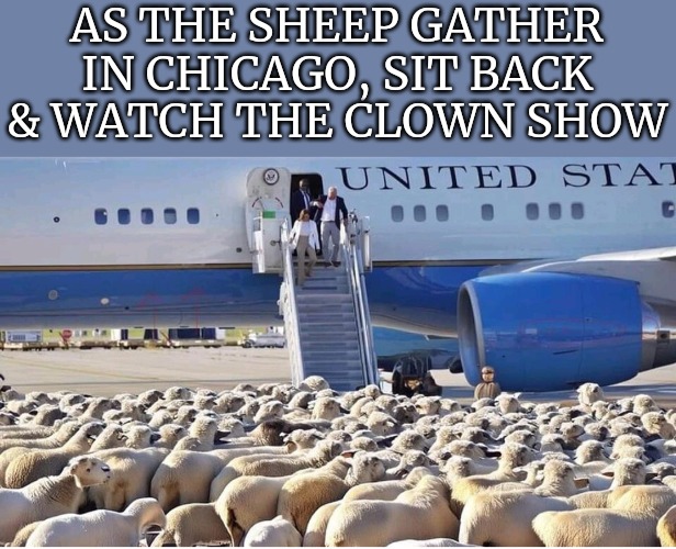 Meanwhile In Chicago | AS THE SHEEP GATHER IN CHICAGO, SIT BACK & WATCH THE CLOWN SHOW | image tagged in meanwhile in chicago | made w/ Imgflip meme maker