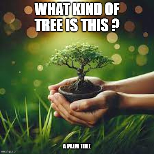 memes by Brad - What kind of tree is this? - humor | WHAT KIND OF TREE IS THIS ? A PALM TREE | image tagged in funny,fun,trees,question,humor,funny meme | made w/ Imgflip meme maker