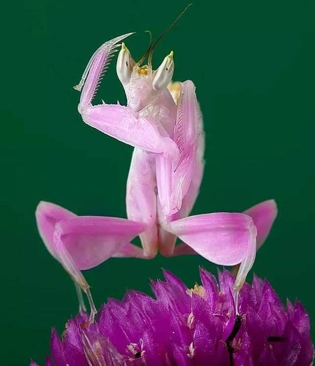 Backhand Pink Mantis Blank Meme Template