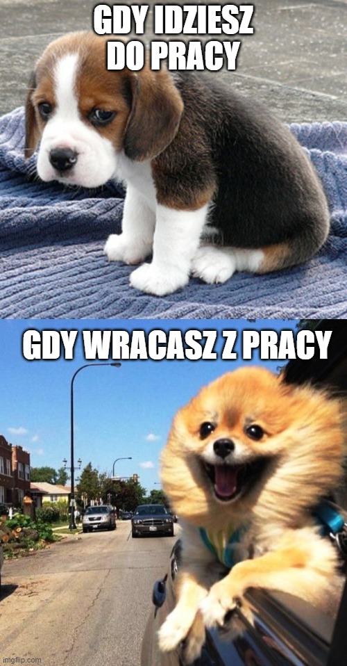 GDY IDZIESZ DO PRACY; GDY WRACASZ Z PRACY | image tagged in sad dog,happy dog | made w/ Imgflip meme maker