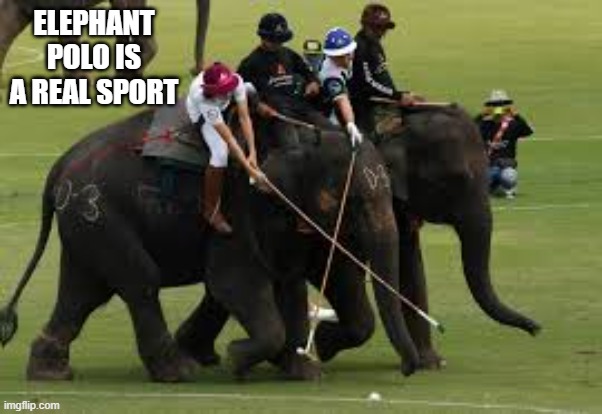 memes by Brad - Elephant polo is real | ELEPHANT POLO IS A REAL SPORT | image tagged in funny,sports,elephants,games,humor | made w/ Imgflip meme maker