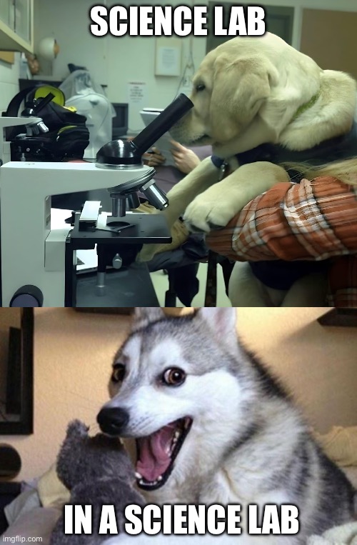 Science lab | SCIENCE LAB; IN A SCIENCE LAB | image tagged in bad pun dog,science,labrador | made w/ Imgflip meme maker