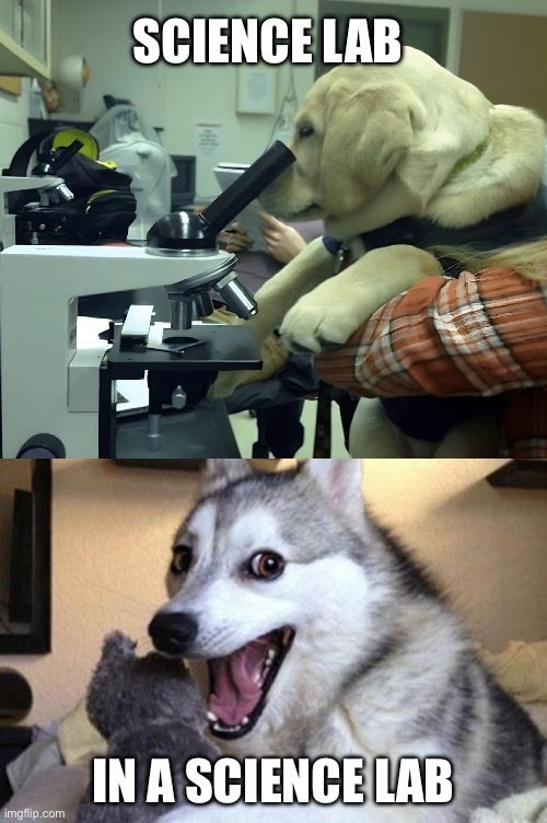 Science Lab | SCIENCE LAB; IN A SCIENCE LAB | image tagged in bad pun dog,science,labrador | made w/ Imgflip meme maker