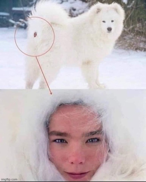 The tiny girl in the fur | image tagged in vince vance,white,husky,dogs,memes,pretty girl | made w/ Imgflip meme maker