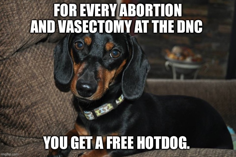 Weiner dog | FOR EVERY ABORTION AND VASECTOMY AT THE DNC; YOU GET A FREE HOTDOG. | image tagged in weiner dog,politics,abortion,dnc,democrats | made w/ Imgflip meme maker