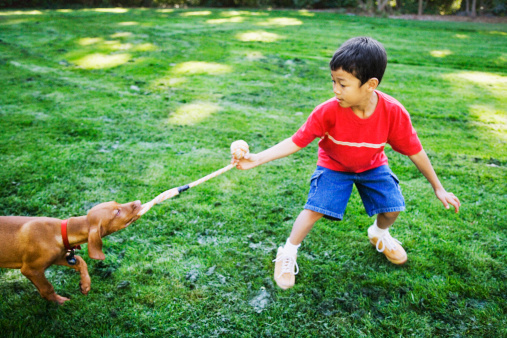 Dog Tug of War Blank Meme Template