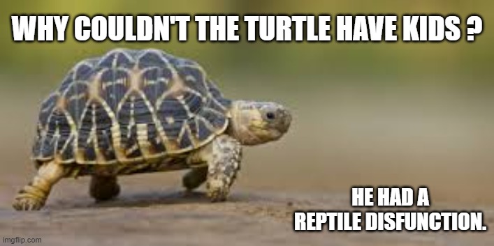 memes by Brad - My turtle has reptile dysfunction | WHY COULDN'T THE TURTLE HAVE KIDS ? HE HAD A REPTILE DISFUNCTION. | image tagged in funny,fun,turtle,illness,humor | made w/ Imgflip meme maker