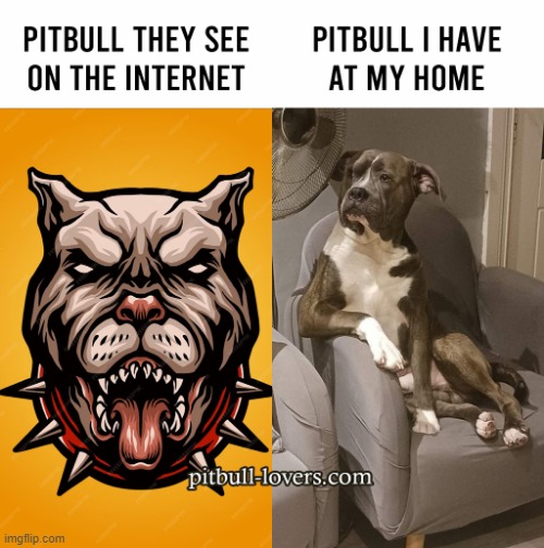 Split image ! | image tagged in pitbull | made w/ Imgflip meme maker