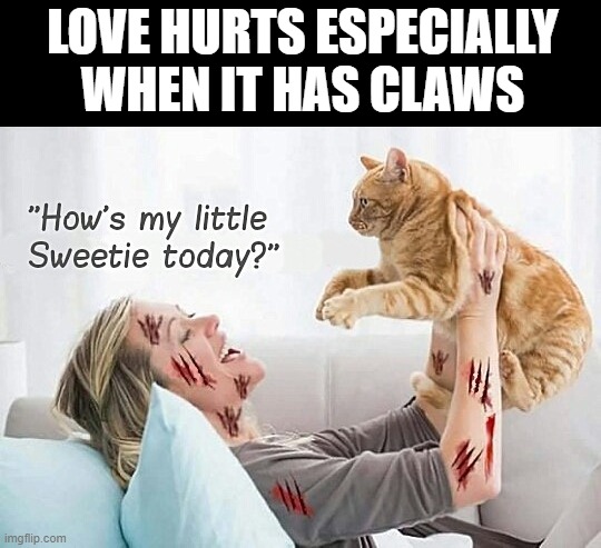 Love | LOVE HURTS ESPECIALLY WHEN IT HAS CLAWS | image tagged in memes | made w/ Imgflip meme maker