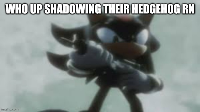 Shadow the hedgehog with a gun | WHO UP SHADOWING THEIR HEDGEHOG RN | image tagged in shadow the hedgehog with a gun | made w/ Imgflip meme maker