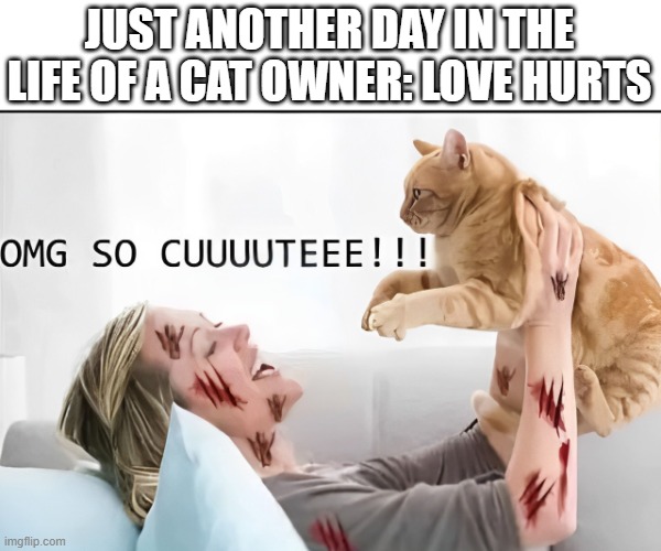 love hurts | JUST ANOTHER DAY IN THE LIFE OF A CAT OWNER: LOVE HURTS | image tagged in cats,memes,funny,relatable memes,love,front page plz | made w/ Imgflip meme maker