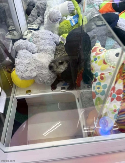 a squirrel inside a claw machine | image tagged in squirrel,fun,funny,animals,funny memes | made w/ Imgflip meme maker