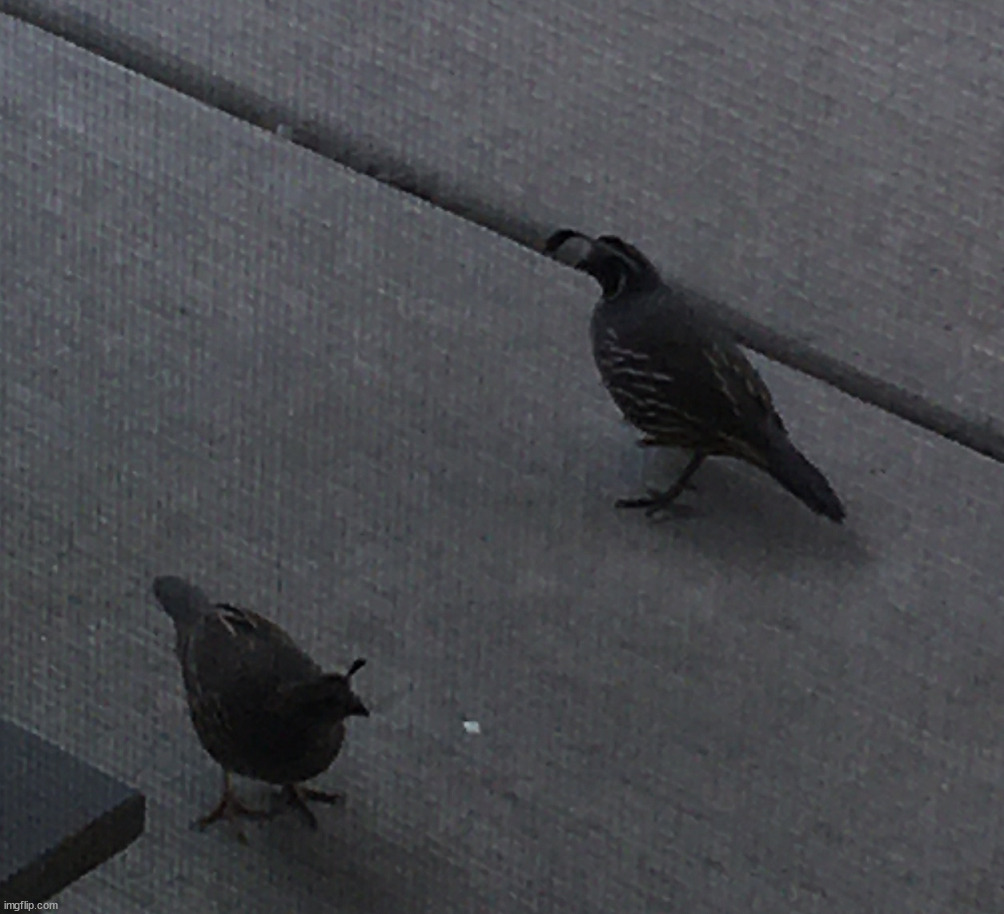 A couple of Quail on our patio | image tagged in photos | made w/ Imgflip meme maker