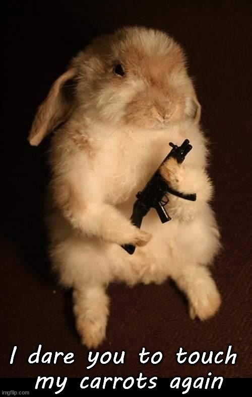 Say hello to my little gun | I dare you to touch 
my carrots again | image tagged in bunny | made w/ Imgflip meme maker