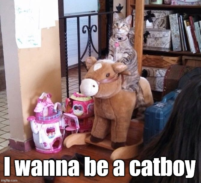 Let's ride | I wanna be a catboy | image tagged in cats | made w/ Imgflip meme maker