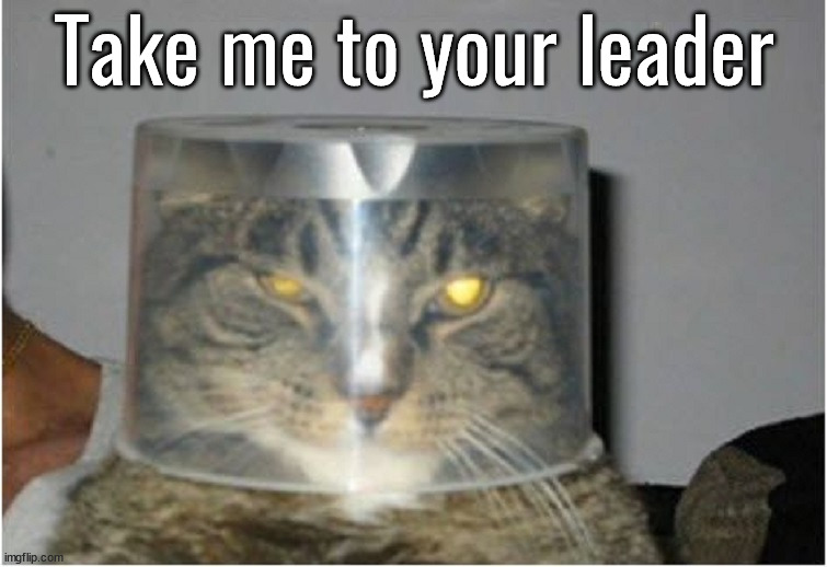 Alien cat | Take me to your leader | image tagged in cats | made w/ Imgflip meme maker