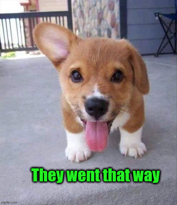 Where did they go? | They went that way | image tagged in dogs | made w/ Imgflip meme maker