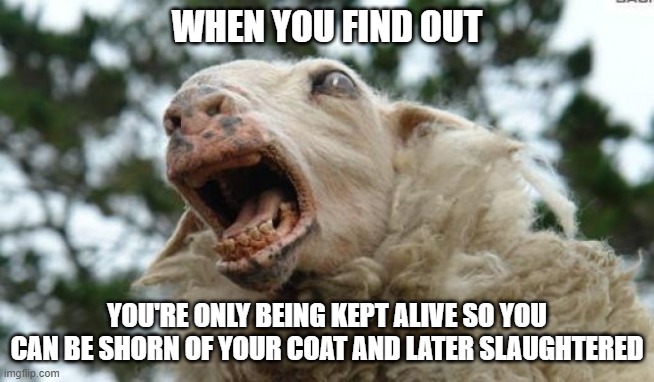 Scared Sheep | WHEN YOU FIND OUT YOU'RE ONLY BEING KEPT ALIVE SO YOU CAN BE SHORN OF YOUR COAT AND LATER SLAUGHTERED | image tagged in scared sheep | made w/ Imgflip meme maker