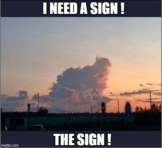 Should I Get A Cat ? | I NEED A SIGN ! THE SIGN ! | image tagged in cats,sign,clouds | made w/ Imgflip meme maker