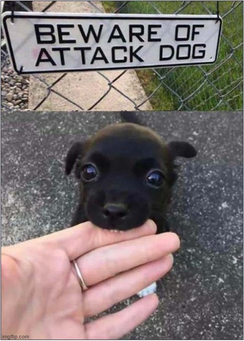 You Were Warned ! | image tagged in dogs,puppy,warning sign,bite | made w/ Imgflip meme maker