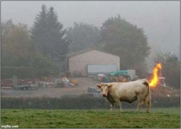 Proof That Cattle Produce Methane ! | image tagged in cows,methane,fire | made w/ Imgflip meme maker