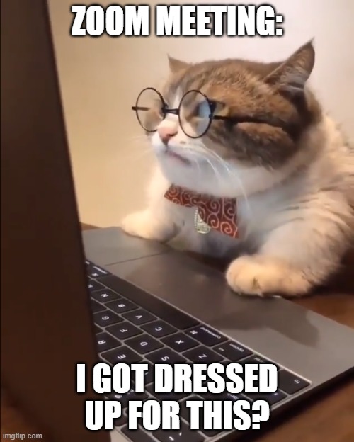 Zoom Meeting at 10:30AM | ZOOM MEETING:; I GOT DRESSED UP FOR THIS? | image tagged in research cat,grad school,phd,research | made w/ Imgflip meme maker