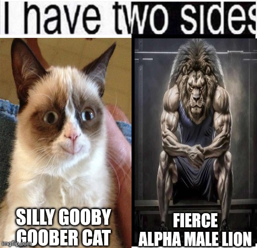 i have two sides | FIERCE ALPHA MALE LION; SILLY GOOBY GOOBER CAT | image tagged in i have two sides,cats | made w/ Imgflip meme maker