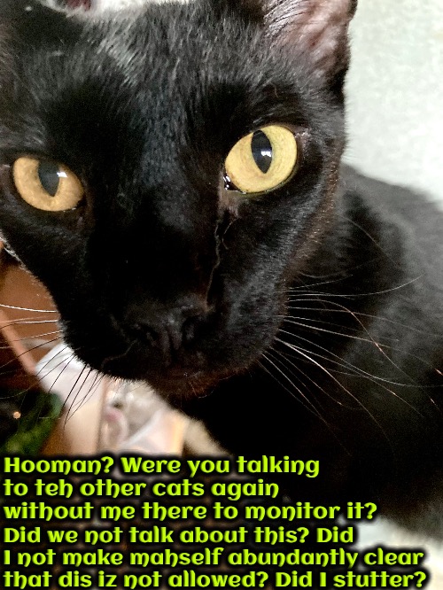 Did I Stutter? | Hooman? Were you talking to teh other cats again without me there to monitor it? Did we not talk about this? Did I not make mahself abundantly clear that dis iz not allowed? Did I stutter? | image tagged in memes,funny,cats,jealous,angry,did i stutter | made w/ Imgflip meme maker