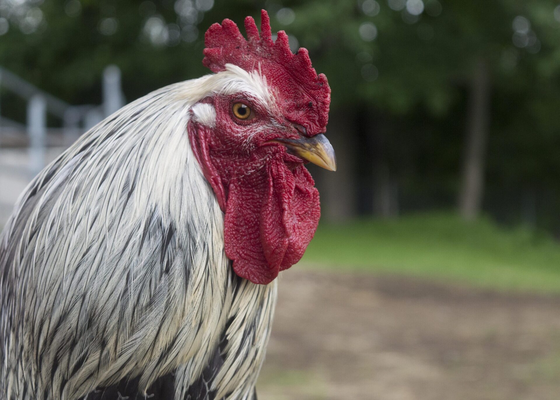 Chicken talk Blank Meme Template