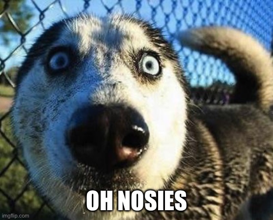 Scared dog | OH NOSIES | image tagged in scared dog | made w/ Imgflip meme maker