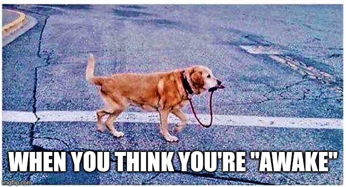 Awake Troofer | WHEN YOU THINK YOU'RE "AWAKE" | image tagged in dog walks himself,troofer,awake | made w/ Imgflip meme maker