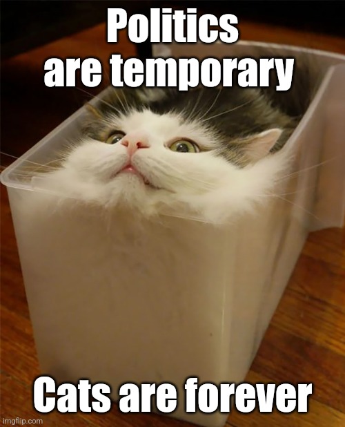 cats are liquid | Politics are temporary; Cats are forever | image tagged in cats are liquid | made w/ Imgflip meme maker