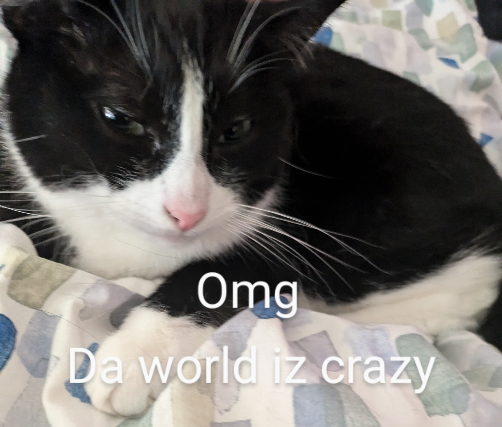 High Quality Crazy world cat Blank Meme Template