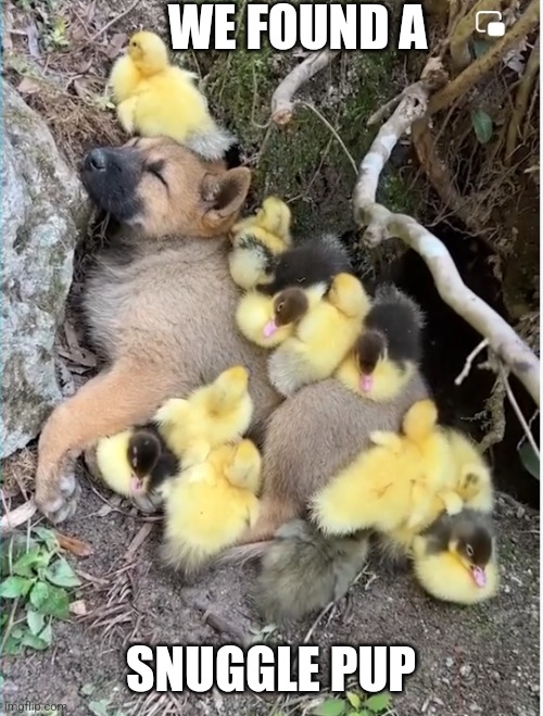 VERY COZY | WE FOUND A; SNUGGLE PUP | image tagged in ducks,duckling,puppy,duck | made w/ Imgflip meme maker