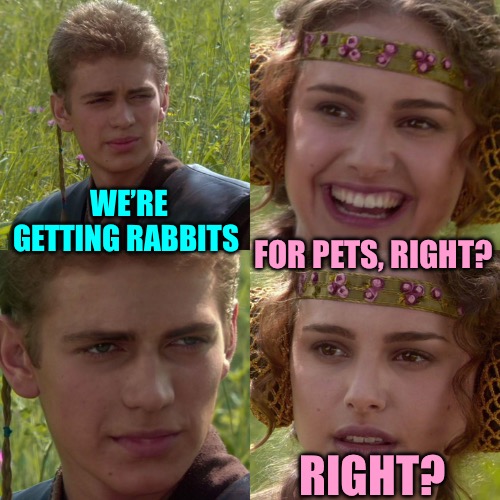 We’re getting rabbits | WE’RE GETTING RABBITS; FOR PETS, RIGHT? RIGHT? | image tagged in anakin padme 4 panel,farm animals,rabbits,humor,memes,lol | made w/ Imgflip meme maker