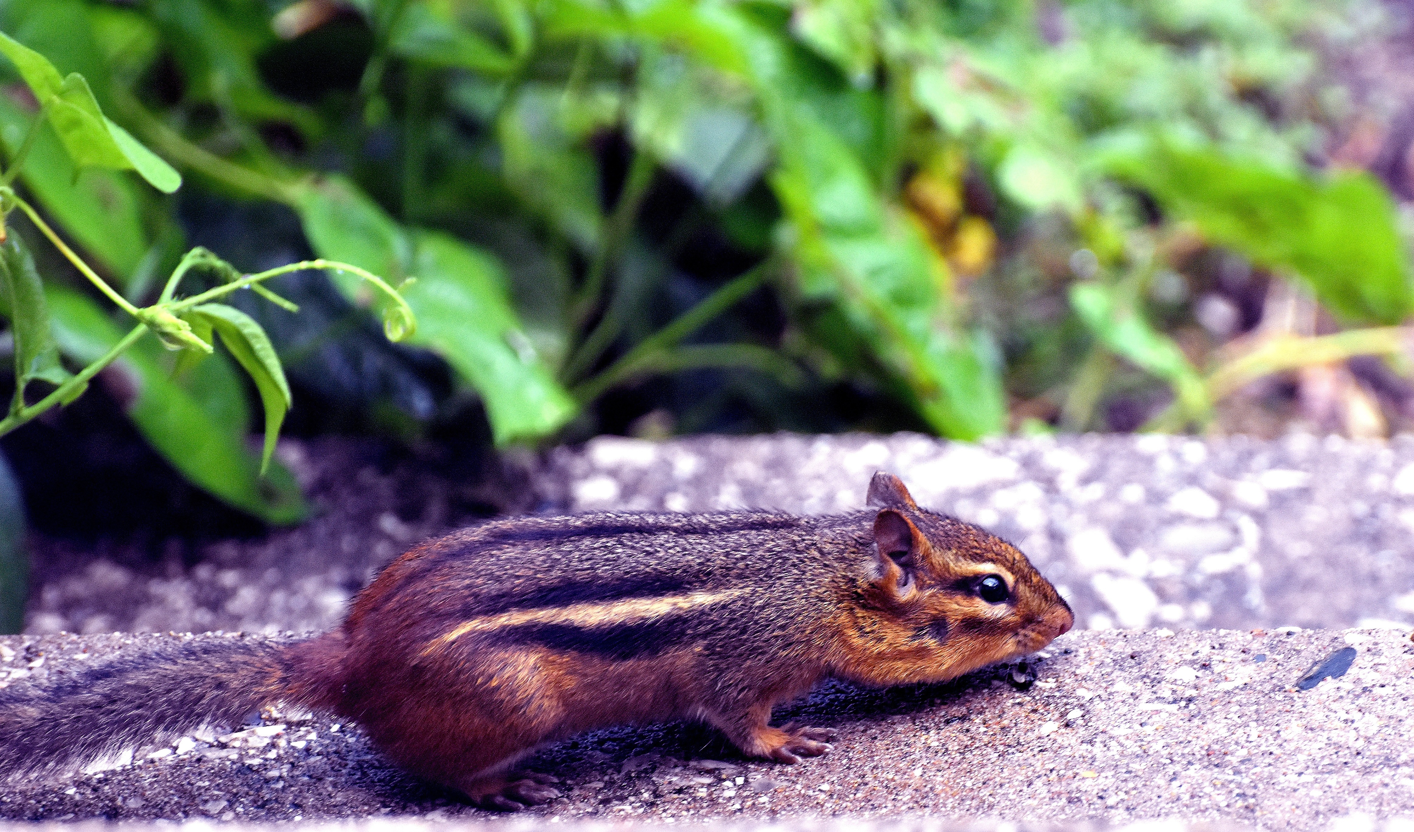 Our resident chipmunk, Alvin. | image tagged in chipmunk,kewlew | made w/ Imgflip meme maker