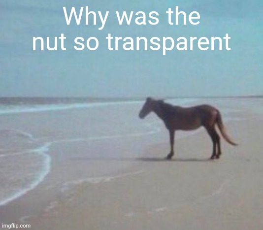 man. | Why was the nut so transparent | image tagged in man | made w/ Imgflip meme maker